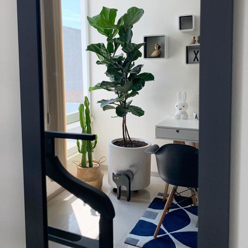 Fiddle Leaf Fig Decor Ideas 5