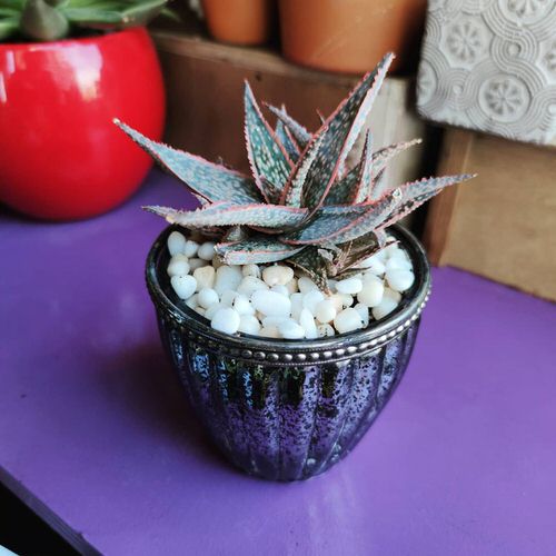 Pink Houseplants 33