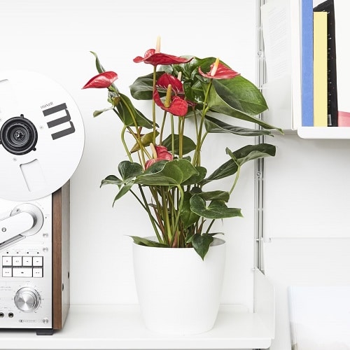 Plants that Increase Humidity Indoors 9