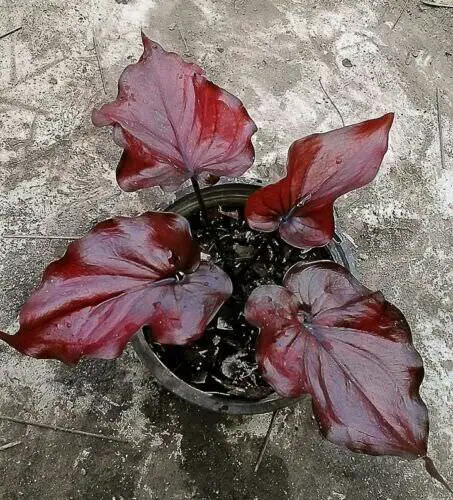 Most Beautiful Types of Caladiums 1