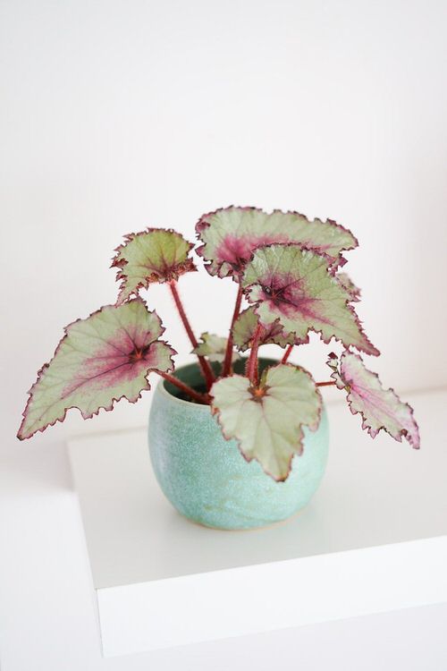 Pretty Pink Houseplants 32
