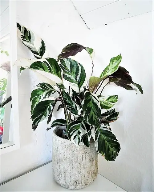 Variegated Indoor Plants 3