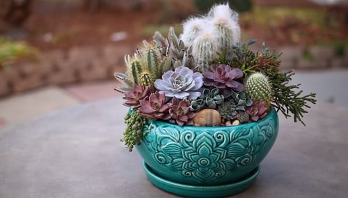 Combinations of Succulents Indoors 6