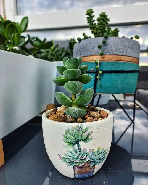 varieties of garden jade plants