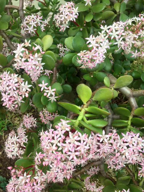 beautiful Jade plant varieties for gardens