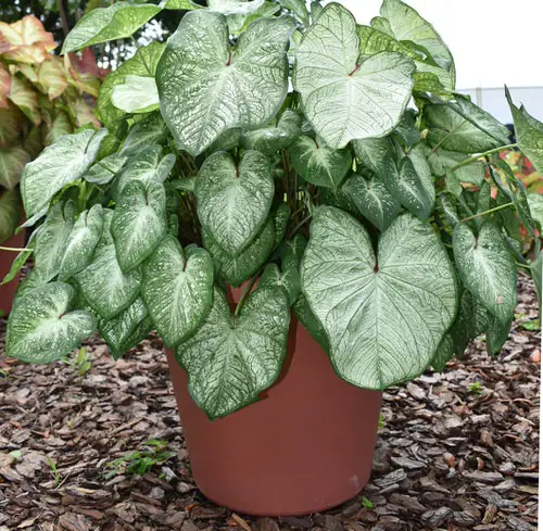 Most Beautiful Types of Caladiums 29