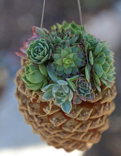 Succulent Combination Ideas 16