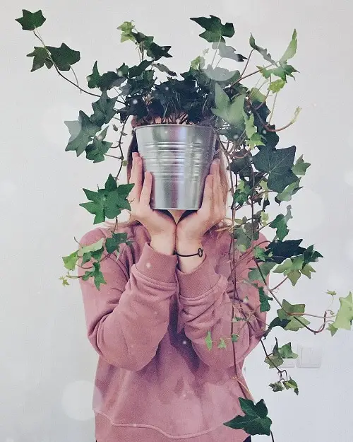 Growing English Ivy Indoors 2