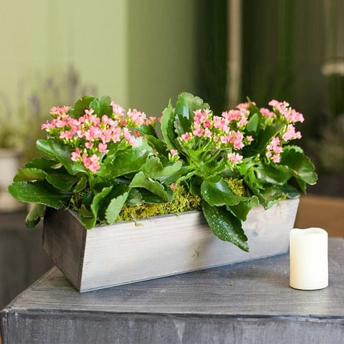 Kalanchoe blossfeldiana Care Indoors 2