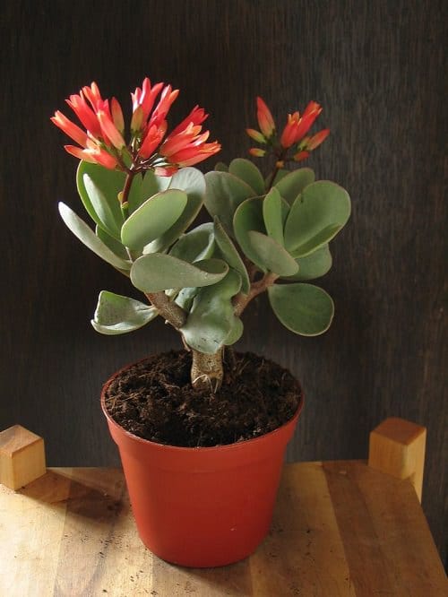 Kalanchoe blossfeldiana Care Indoors 4
