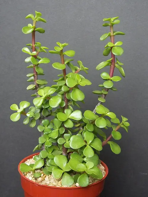 top most suitable varieties of jade plants 