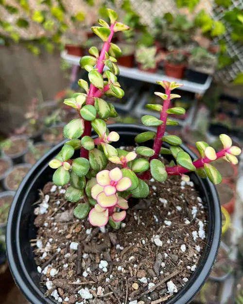 varieties of jade plants