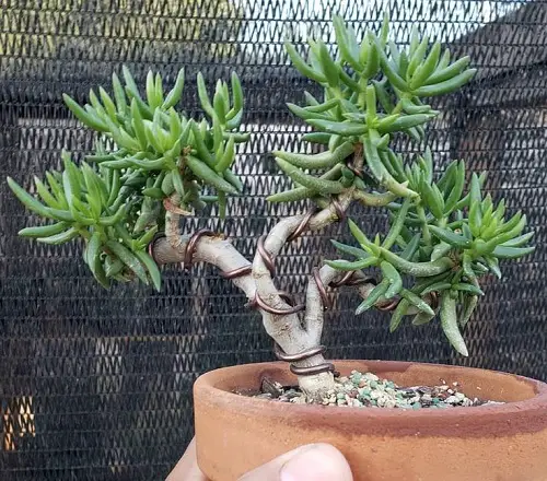 Best Jade Flower Variety