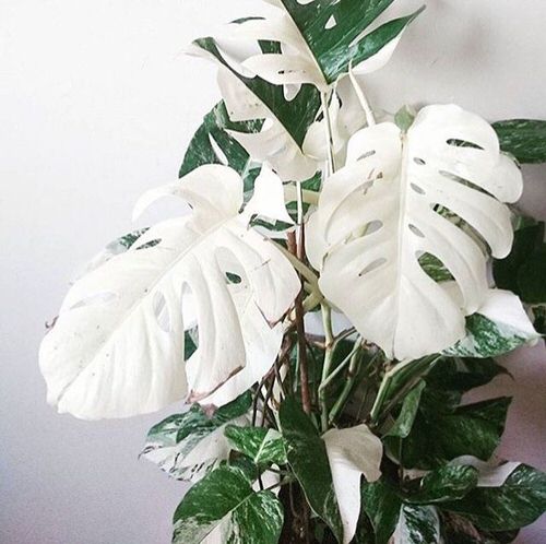 Types of Indoor Plants 5