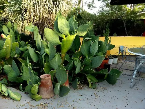 Succulents that Grow like a Weed 2