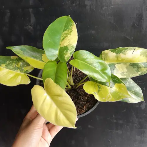 Types of Indoor Plants 21