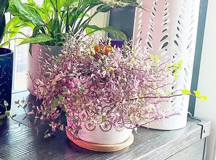 Pretty Pink Houseplants 34
