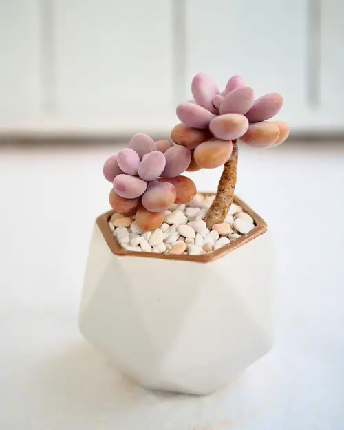 Pink Houseplants 35