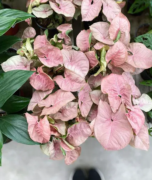 Types of Indoor Plants 35