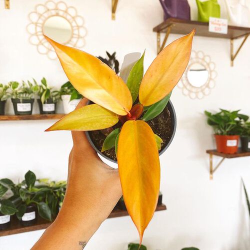 Types of Indoor Plants 17