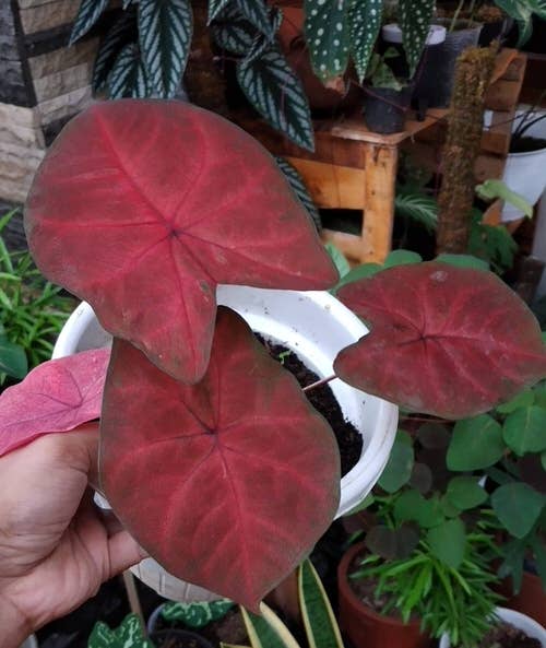 Best Caladium Varieties 12