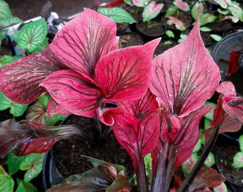 Best Caladium Varieties 22