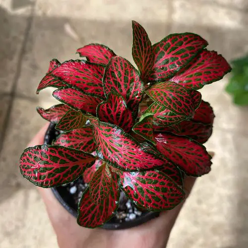 Types of Indoor Plants 12