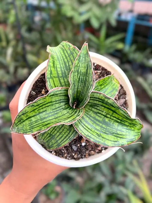 Indoor Patterned Variegated Plants 