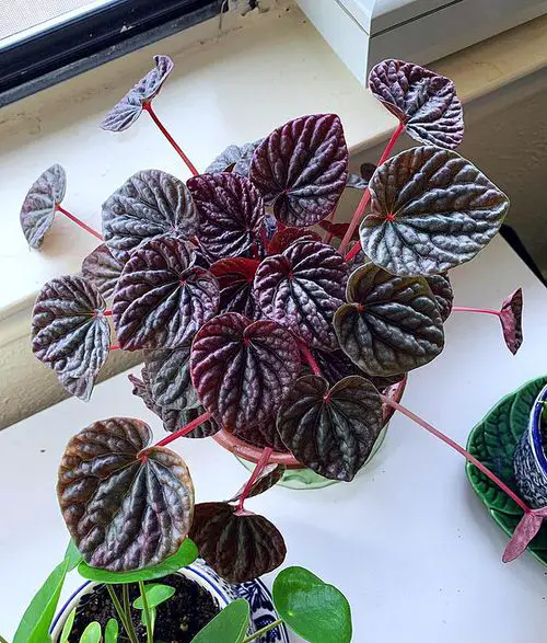 Types of Indoor Plants 13