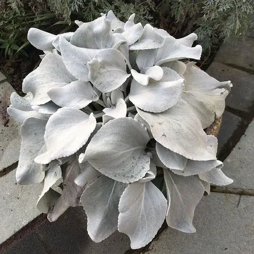 Types of Indoor Plants 6
