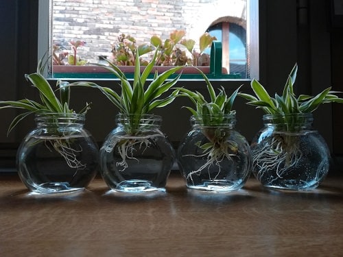 Growing Spider Plants In Water How To Grow Spider Plant In Water