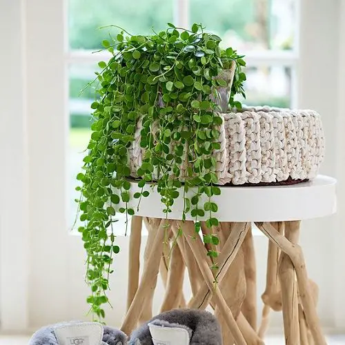 beautiful Best String Succulents that Hang