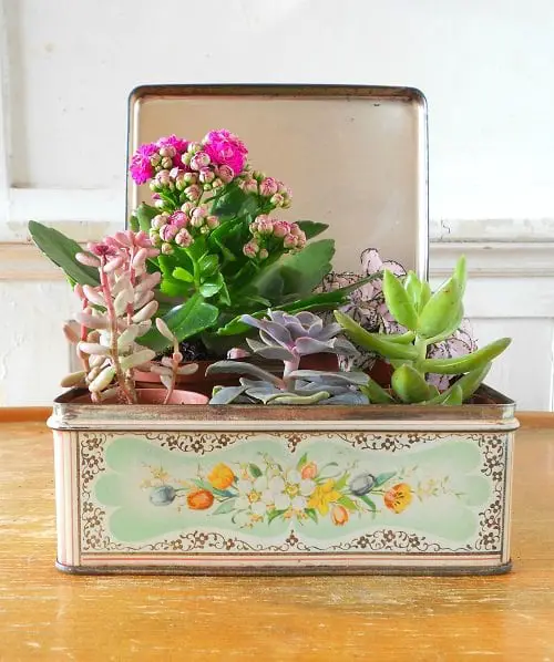 Succulent Combination Ideas 20