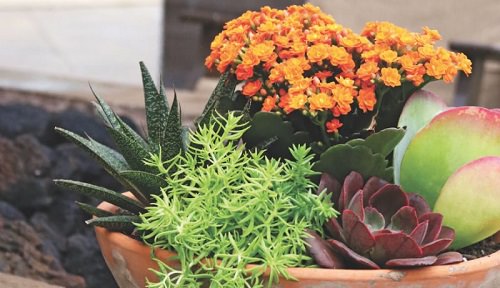 Indoor Succulent Combination Ideas 11