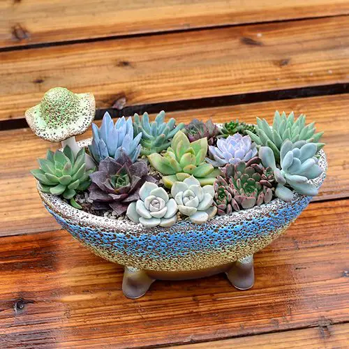 Succulent Combination Ideas 22
