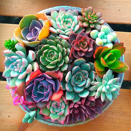 Houseplants for Girls Room 19