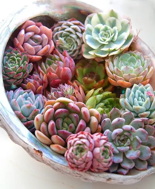 Indoor Succulent Combination Ideas 12
