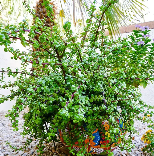 best most suitable varieties of jade plants