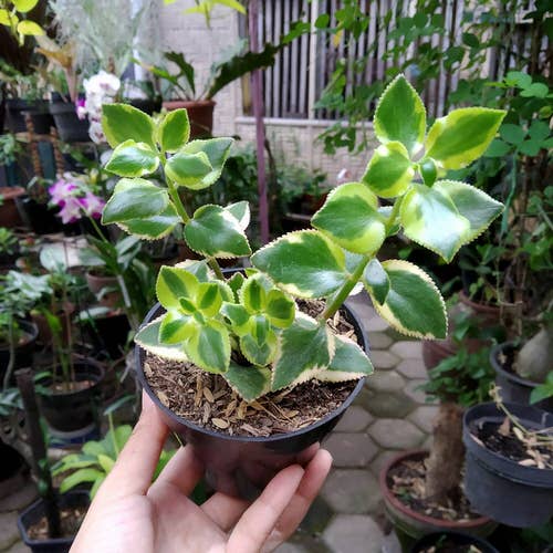 top best varieties of jade plants