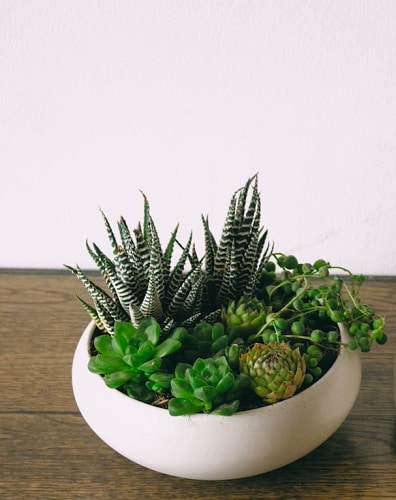 Succulent Combination Ideas 14