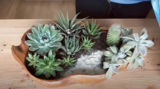 Indoor Succulent Combination Ideas 6