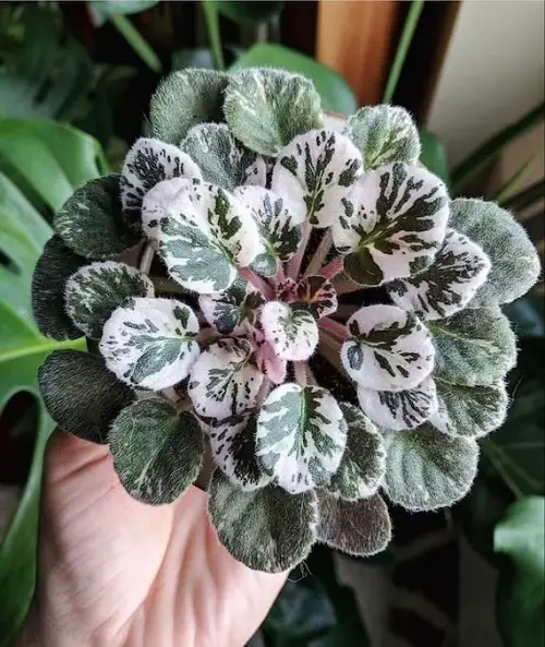 beautiful Indoor Patterned Variegated Plants