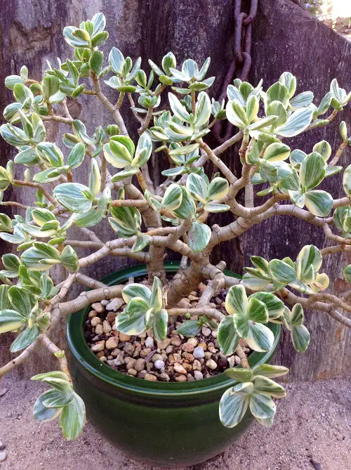 Best Jade Flower Species