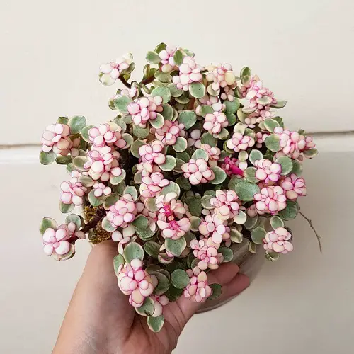 most suitable varieties of jade plants