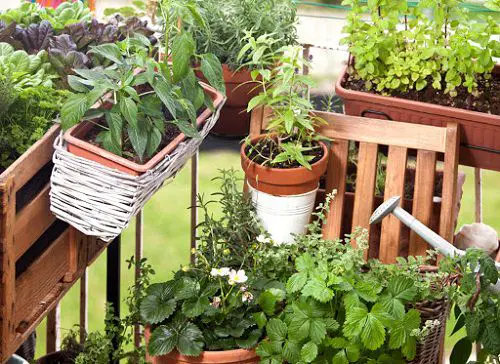 Vegetables that Grow on Railings 2
