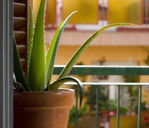 How to Debug Plants Before Bringing Them Indoors 2
