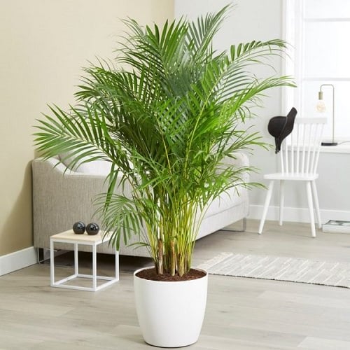 8 Amazing Areca Palm Benefits & Facts | Balcony Garden Web