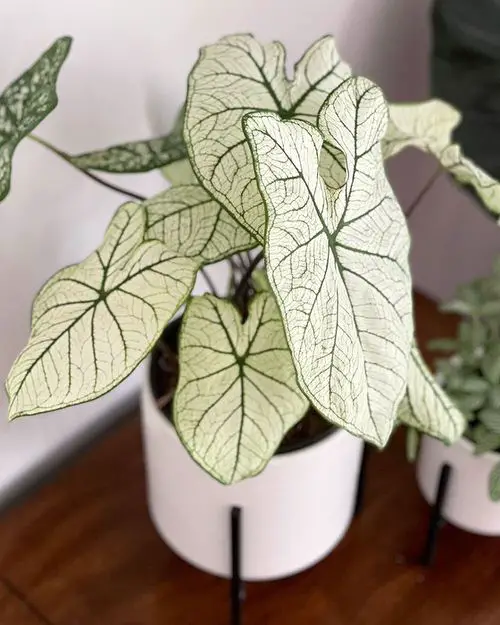 Most Beautiful Types of Caladiums 31
