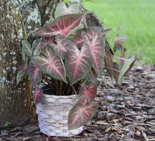 Best Caladium Varieties 20