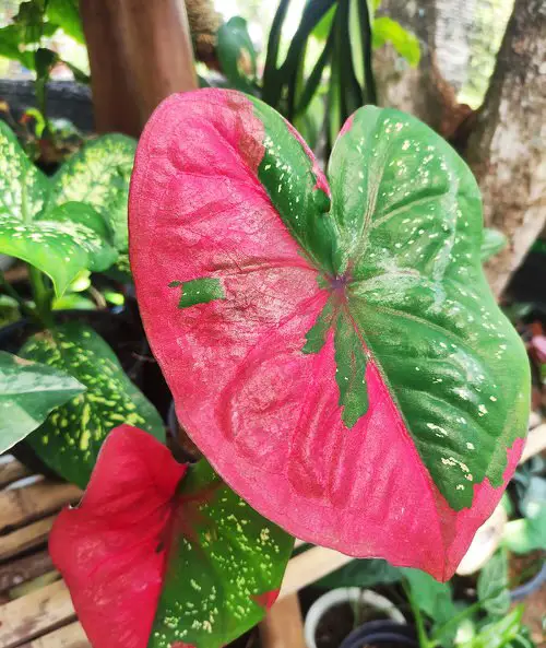 Most Beautiful Types of Caladiums 11